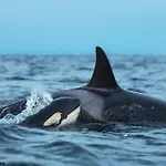 船屋 24hrs Northern Lights & Whale Watching Cruise 特罗姆瑟
