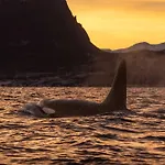 24hrs Northern Lights & Whale Watching Cruise 船屋