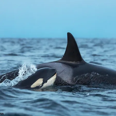 Båthotell 24hrs Northern Lights & Whale Watching Cruise Tromsø