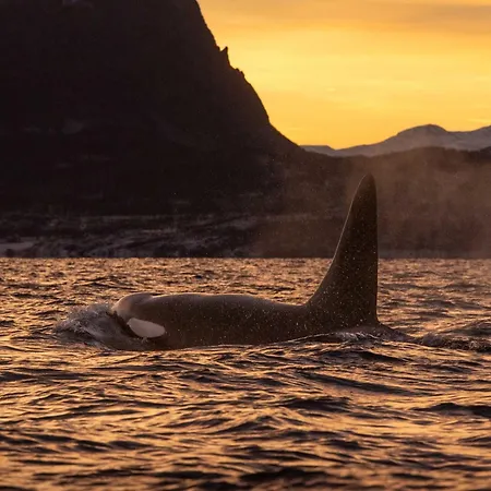 24hrs Northern Lights & Whale Watching Cruise Båthotell