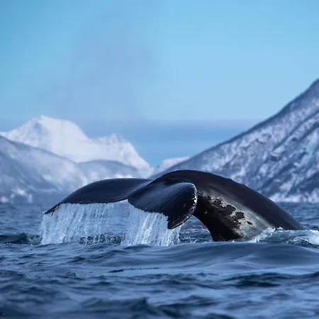Botel 24hrs Northern Lights & Whale Watching Cruise