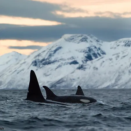 بوتيل 24hrs Northern Lights & Whale Watching Cruise *