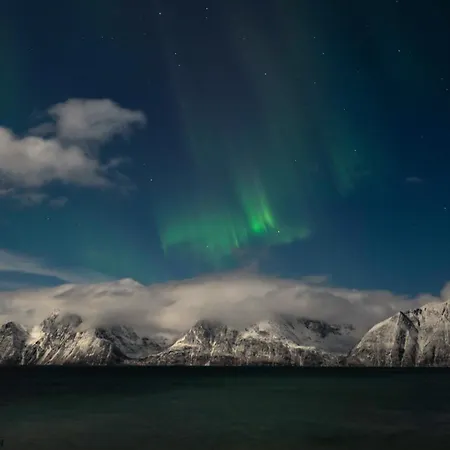 24hrs Northern Lights & Whale Watching Cruise * Tromso