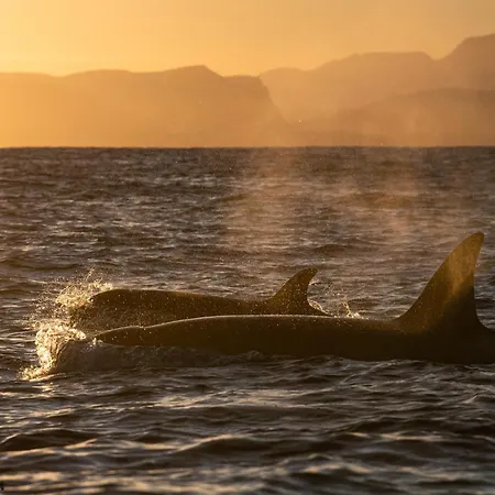 24hrs Northern Lights & Whale Watching Cruise Båthotell *