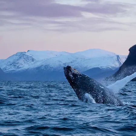 24hrs Northern Lights & Whale Watching Cruise Tromso