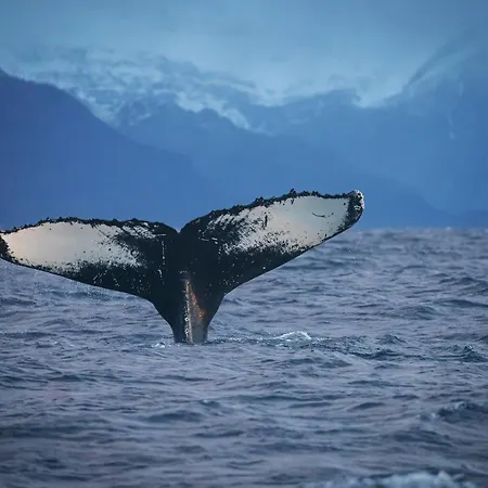 Botel 24hrs Northern Lights & Whale Watching Cruise