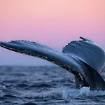 Bateau-hôtel 24hrs Northern Lights & Whale Watching Cruise *