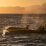 24hrs Northern Lights & Whale Watching Cruise Bateau-hôtel *