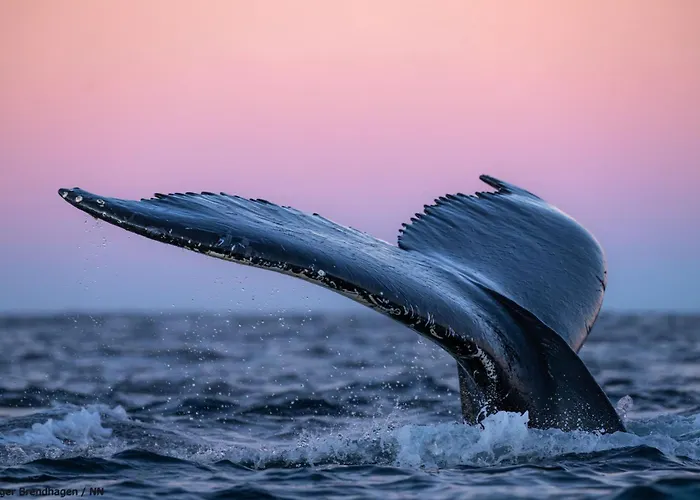 船上ホテル 24hrs Northern Lights & Whale Watching Cruise *