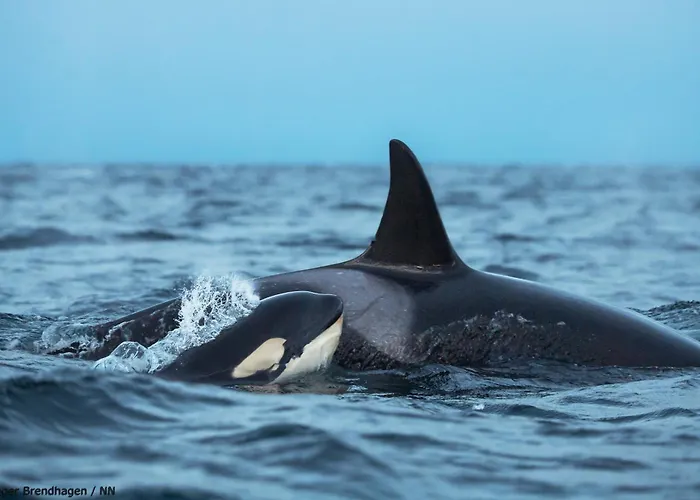 船上ホテル 24hrs Northern Lights & Whale Watching Cruise トロムソ