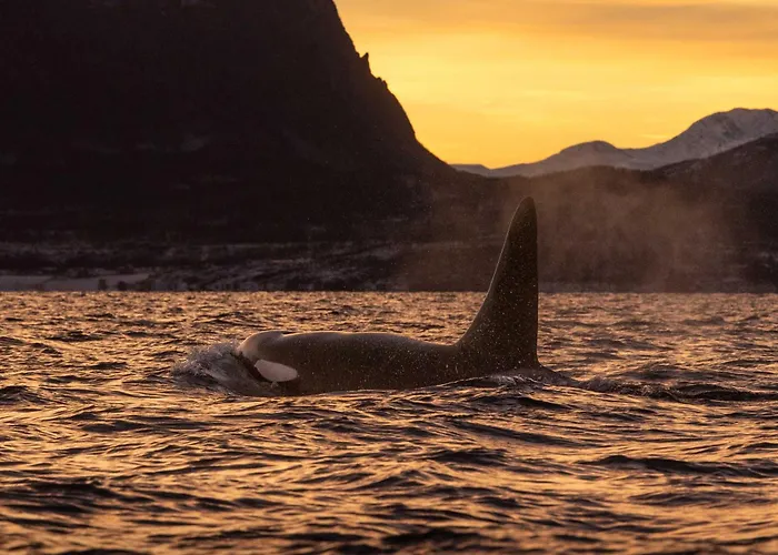24hrs Northern Lights & Whale Watching Cruise 船上ホテル