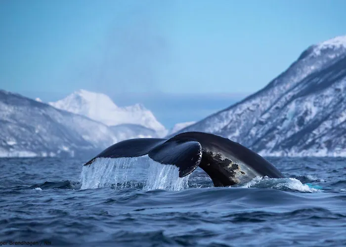船上ホテル 24hrs Northern Lights & Whale Watching Cruise
