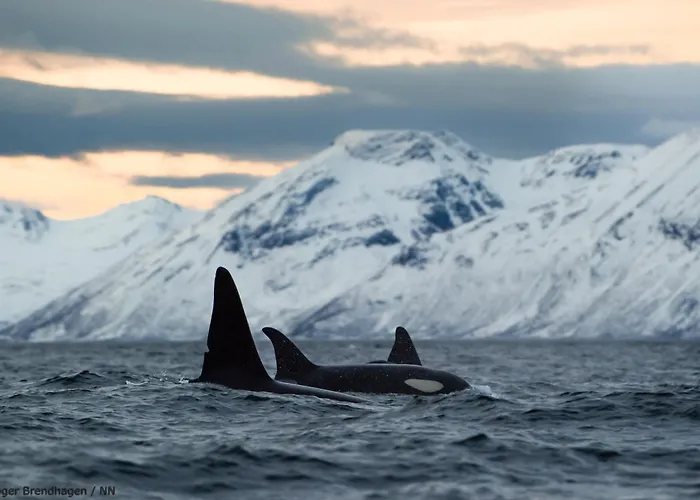 船上ホテル 24hrs Northern Lights & Whale Watching Cruise *