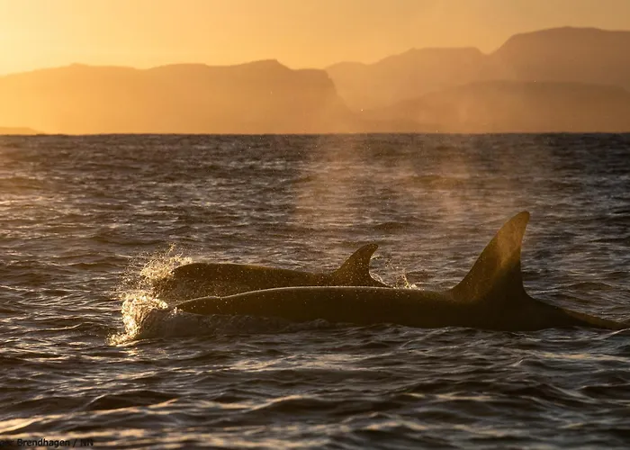 24hrs Northern Lights & Whale Watching Cruise 船上ホテル *