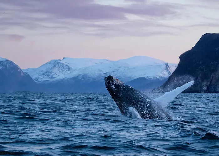 24hrs Northern Lights & Whale Watching Cruise トロムソ