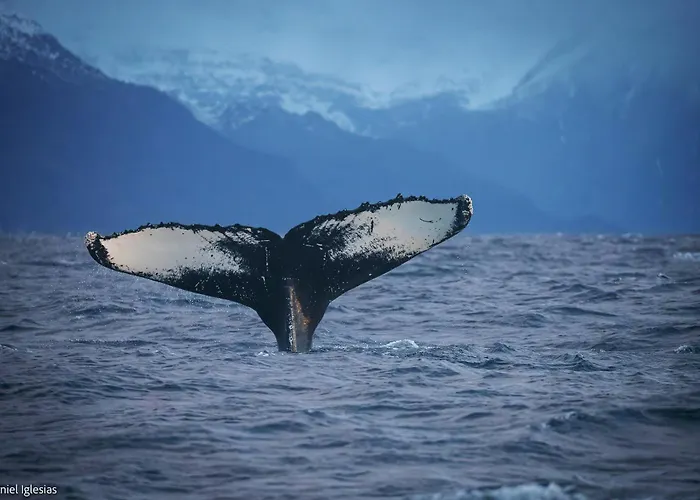 船上ホテル 24hrs Northern Lights & Whale Watching Cruise